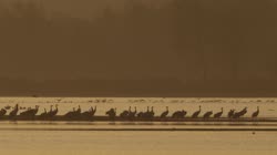 Żuraw, Grus, grus, żuraw, jezioro, staw, woda, noclegowisko, żerowisko, żerowanie, pokarm, żer, jedzenie, art, skupisko, grupa, słońce, wschód, słońca, mgła, drzewa, filmy, film, klip, klipy, video, stock, istock, kolekcja, kup, sklep, bank, deposit, ptak, ptaki, zwierzę, zwierzęta