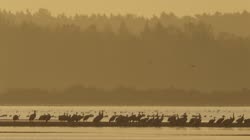 Żuraw, Grus, grus, żuraw, jezioro, staw, woda, noclegowisko, żerowisko, żerowanie, pokarm, żer, jedzenie, art, skupisko, grupa, słońce, wschód, słońca, mgła, drzewa, filmy, film, klip, klipy, video, stock, istock, kolekcja, kup, sklep, bank, deposit, ptak, ptaki, zwierzę, zwierzęta
