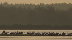 Żuraw, Grus, grus, żuraw, jezioro, staw, woda, noclegowisko, żerowisko, żerowanie, pokarm, żer, jedzenie, art, skupisko, grupa, słońce, wschód, słońca, mgła, drzewa, filmy, film, klip, klipy, video, stock, istock, kolekcja, kup, sklep, bank, deposit, ptak, ptaki, zwierzę, zwierzęta