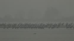 Żuraw, Grus, grus, żuraw, jezioro, staw, woda, ryba, noclegowisko, żerowisko, żerowanie, pokarm, żer, jedzenie, art, skupisko, grupa, chmura, chmury, deszcz, filmy, film, klip, klipy, video, stock, istock, kolekcja, kup, sklep, bank, deposit, ptak, ptaki, zwierzę, zwierzęta