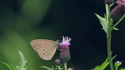 Przestrojnik, trawnik, Aphantopus, hyperantus, filmy, film, klip, klipy, video, stock, istock, kolekcja, kup, sklep, bank, deposit, ptak, ptaki, zwierzę, zwierzęta