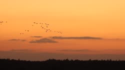 Żuraw, Grus, grus, żuraw, jezioro, staw, woda, drzewa, trzciny, chmura, chmury, art, słońce, zachód, słońca, klucz, lot, noclegowisko, filmy, film, klip, klipy, video, stock, istock, kolekcja, kup, sklep, bank, deposit, ptak, ptaki, zwierzę, zwierzęta