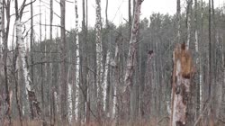 Puszczyk, mszarny, Strix, nebulosa, sowa, drzewa, żerowisko, żerowanie, pokarm, żer, polowanie, jedzenie, czatowanie, kij, gałąź, mszar, filmy, film, klip, klipy, video, stock, istock, kolekcja, kup, sklep, bank, deposit, ptak, ptaki, zwierzę, zwierzęta