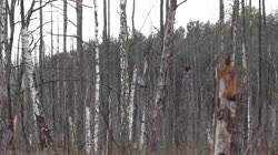 Puszczyk, mszarny, Strix, nebulosa, sowa, drzewa, żerowisko, żerowanie, pokarm, żer, polowanie, jedzenie, czatowanie, kij, gałąź, mszar, filmy, film, klip, klipy, video, stock, istock, kolekcja, kup, sklep, bank, deposit, ptak, ptaki, zwierzę, zwierzęta